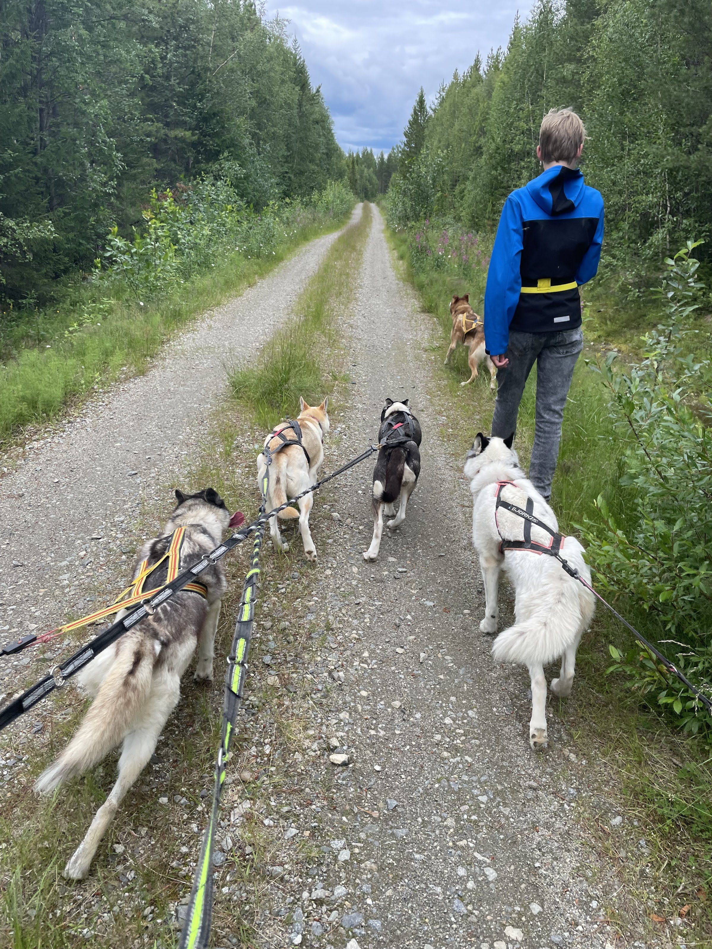 Mårdsjö Huskies